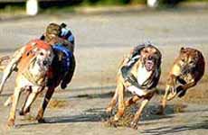 Goulburn Greyhound Track